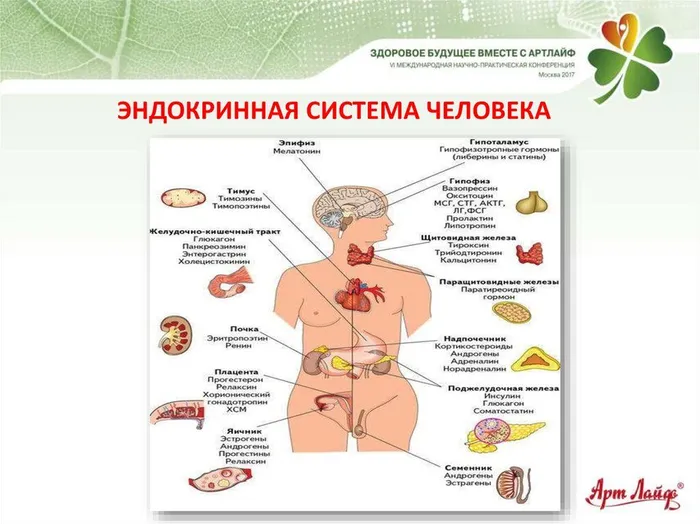 Эндокринная сиситема человека