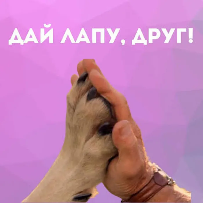 дай лапу
