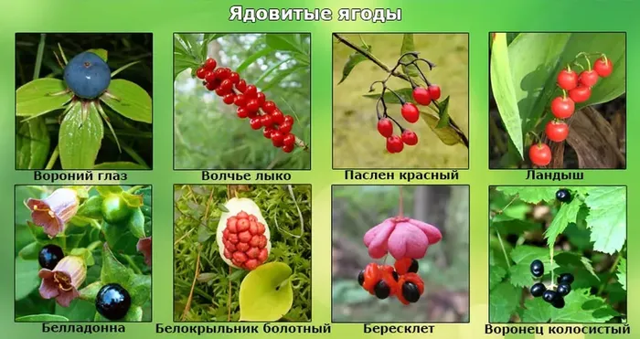 ягоды